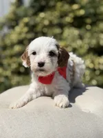 Dash , a male Cavapoo for sale in Mayfield, KY – 6 of 7