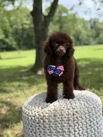 AKC Higgins, a male Poodle - Miniature  for sale in Mayfield, KY – 6 of 10