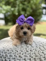Ivy, a female Maltipoo for sale in Mayfield, KY – 8 of 8