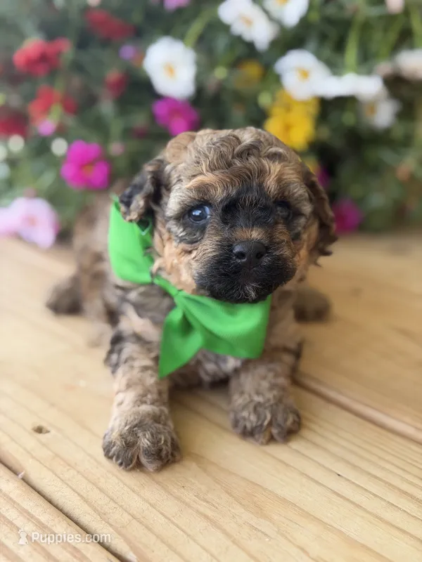 Chocolate sable M – Havapoo puppy for sale in Mayfield, KY