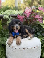 F1B Braxton, a male Bernedoodle for sale in Mayfield, KY – 2 of 10