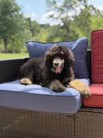 AKC Wally, a male Poodle - Multi-Colored Standard for sale in Mayfield, KY – 6 of 10