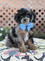 ALC Prince, a male Poodle - Toy  for sale in Mayfield, KY – 8 of 10