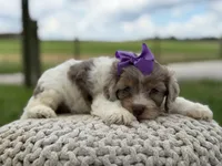 Hannah, a female Cavapoo for sale in Mayfield, KY – 9 of 10