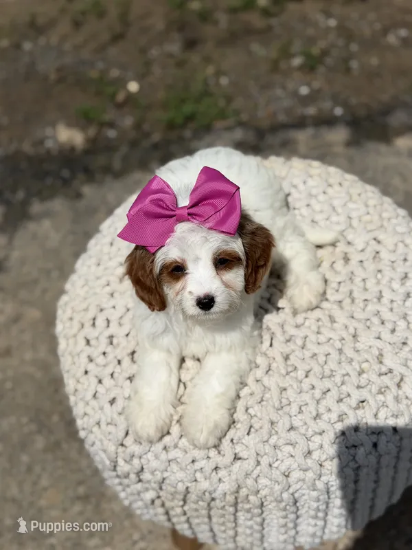 Daisy – Cavapoo puppy for sale in Mayfield, KY