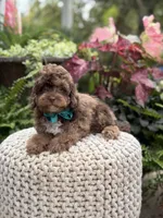 Andy, a male Cavapoo for sale in Mayfield, KY – 2 of 10