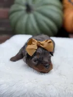 Gold bow, a female Miniature Bernedoodle for sale in Mayfield, KY – 2 of 10