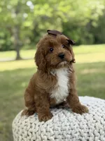 Adley, a female Miniature Goldendoodle for sale in Mayfield, KY – 4 of 10