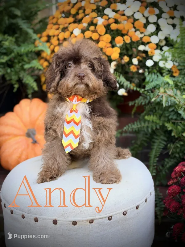 Andy – Cavapoo puppy for sale in Mayfield, KY
