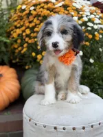 F1 Vanessa, a female Bernedoodle for sale in Mayfield, KY – 6 of 10