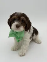 Jasper F1, a male Cavapoo for sale in Mayfield, KY – Photo 9 of 9