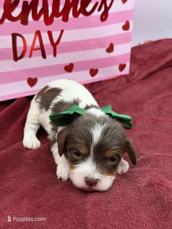 Green- chocolate tri 