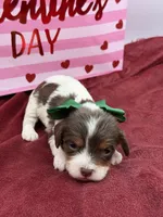 Green- chocolate tri , a male Cavapoo for sale in Mayfield, KY – Photo 1 of 6