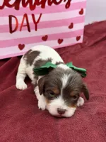 Green- chocolate tri , a male Cavapoo for sale in Mayfield, KY – Photo 5 of 6