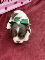 Green- chocolate tri , a male Cavapoo for sale in Mayfield, KY – Photo 6 of 6