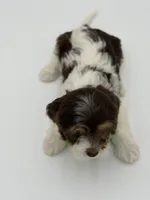 Jasper F1, a male Cavapoo for sale in Mayfield, KY – Photo 3 of 9