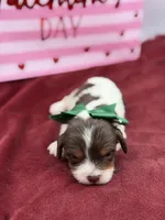 Green- chocolate tri , a male Cavapoo for sale in Mayfield, KY – Photo 4 of 6