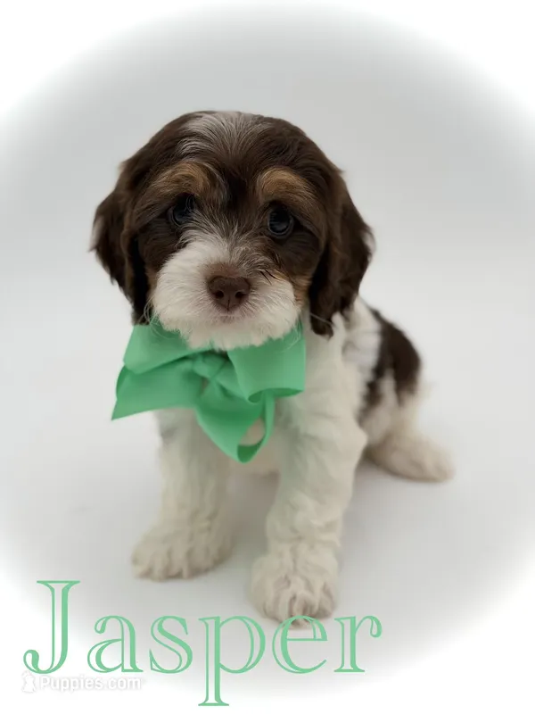 Jasper F1 – Cavapoo puppy for sale in Mayfield, KY
