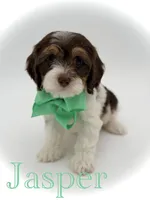 Jasper F1, a male Cavapoo for sale in Mayfield, KY – Photo 1 of 9