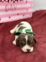 Green- chocolate tri , a male Cavapoo for sale in Mayfield, KY – Photo 3 of 6