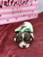 Green- chocolate tri , a male Cavapoo for sale in Mayfield, KY – Photo 2 of 6