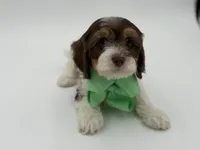 Jasper F1, a male Cavapoo for sale in Mayfield, KY – Photo 2 of 9