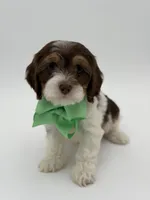 Jasper F1, a male Cavapoo for sale in Mayfield, KY – Photo 6 of 9