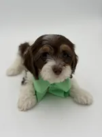 Jasper F1, a male Cavapoo for sale in Mayfield, KY – Photo 8 of 9