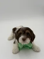 Jasper F1, a male Cavapoo for sale in Mayfield, KY – Photo 4 of 9