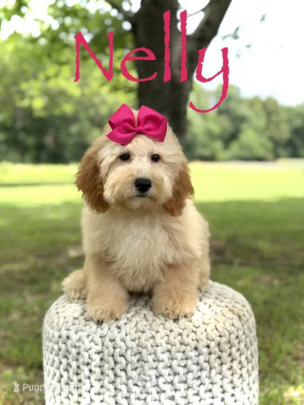 Nelly – Miniature Goldendoodle puppy for sale in Mayfield, KY