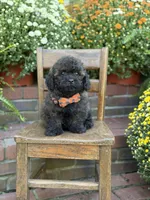 Teddy, a male Shihpoo for sale in Mayfield, KY – 4 of 10