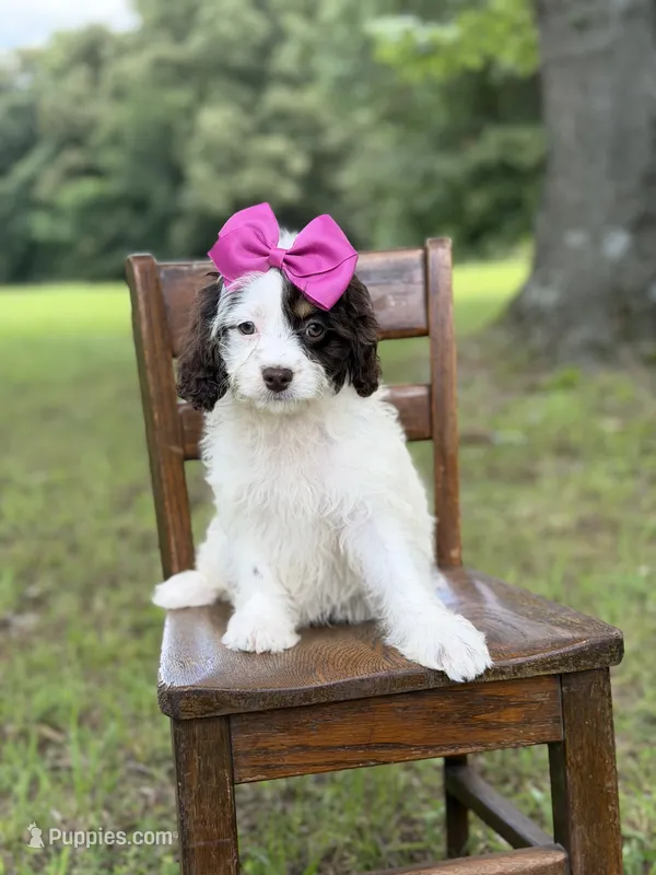 F1 Angel  – Cavapoo puppy for sale in Mayfield, KY