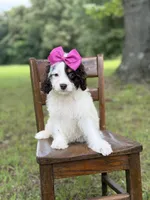 F1 Angel , a female Cavapoo for sale in Mayfield, KY – 1 of 10