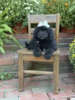 Jasmine, a female Miniature Bernedoodle for sale in Mayfield, KY – 8 of 9