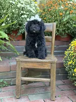 Jasmine, a female Miniature Bernedoodle for sale in Mayfield, KY – 6 of 9
