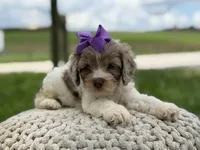 Hannah, a female Cavapoo for sale in Mayfield, KY – 10 of 10