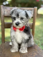 F1B Trooper, a male Maltipoo for sale in Mayfield, KY – 4 of 10