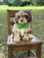 F1 Trace, a male Cavapoo for sale in Mayfield, KY – 10 of 10