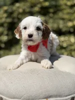 Dash , a male Cavapoo for sale in Mayfield, KY – 7 of 7