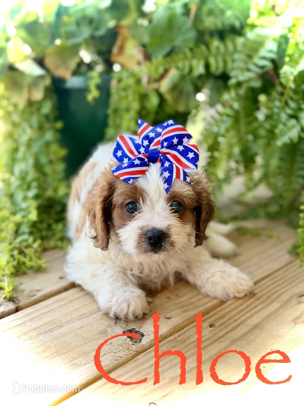 F1 Chloe – Cavapoo puppy for sale in Mayfield, KY