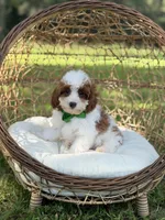 F1B Colton, a male Cavapoo for sale in Mayfield, KY – 9 of 10