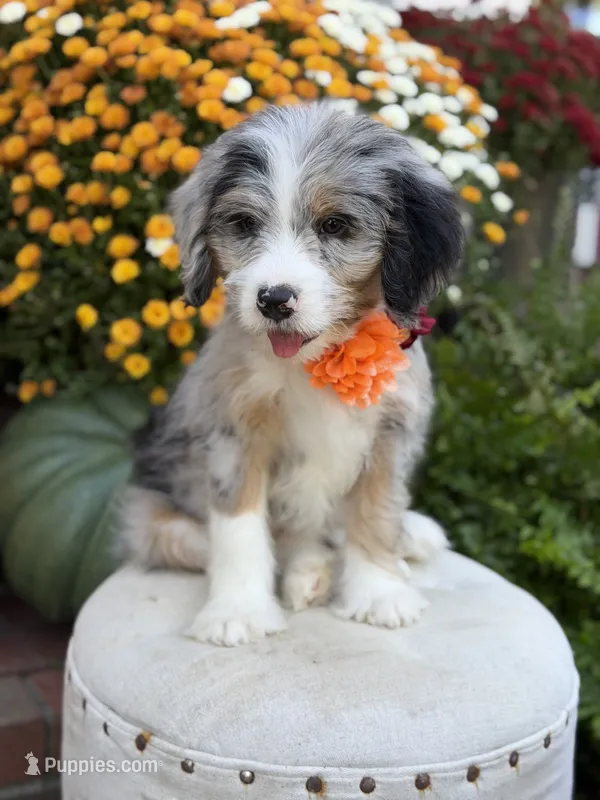 F1 Vanessa – Bernedoodle puppy for sale in Mayfield, KY