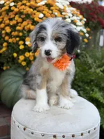 F1 Vanessa, a female Bernedoodle for sale in Mayfield, KY – 1 of 10