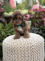 Andy, a male Cavapoo for sale in Mayfield, KY – 6 of 10