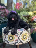 F1 Trinity, a female Bernedoodle for sale in Mayfield, KY – 5 of 10