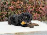 Hans, a male Miniature Bernedoodle for sale in Mayfield, KY – 3 of 6