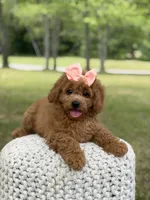 Amber , a female Miniature Goldendoodle for sale in Mayfield, KY – 5 of 10
