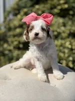 Dolly, a female Cavapoo for sale in Mayfield, KY – 6 of 10