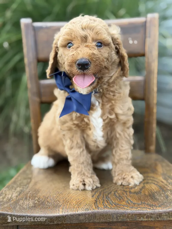 Blaze – Miniature Goldendoodle puppy for sale in Mayfield, KY