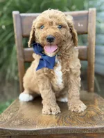 Blaze, a male Miniature Goldendoodle for sale in Mayfield, KY – 1 of 5